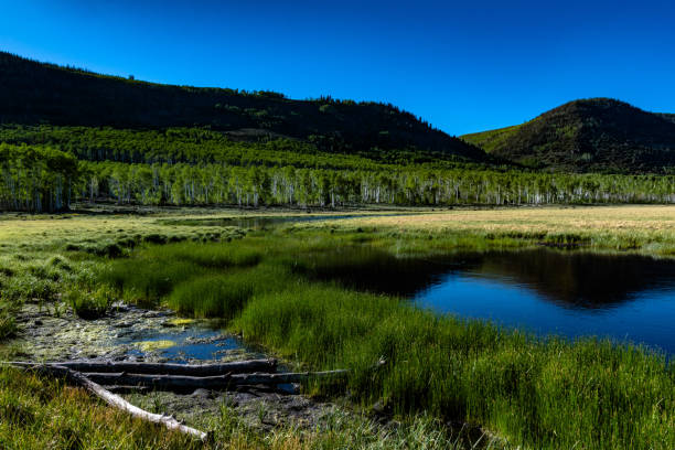Pando Aspen Clone Fishlake Utah