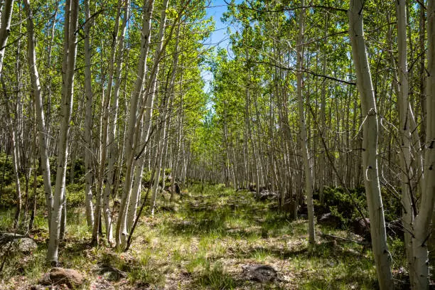 Pando Aspen Clone Fishlake Utah