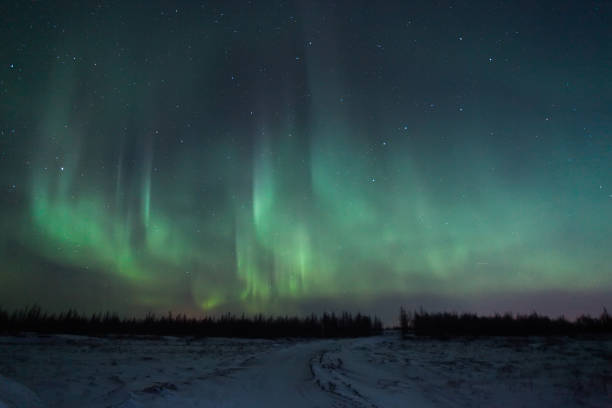 northern lights (aurora borealis) - forest tundra imagens e fotografias de stock