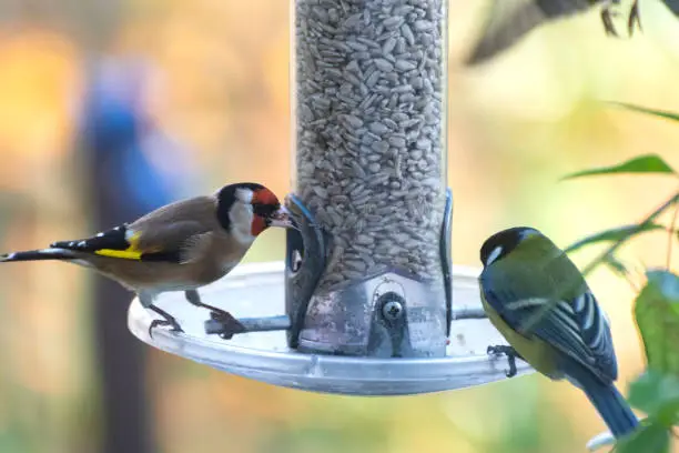 Goldfinch and a Blue Tit sitting on a bird feeder in a British garden. The bird feeder is filled with sunflower seeds.