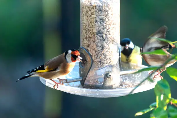 Goldfinches and Coal Tit are sitting on a bird feeder in a British garden. The bird feeder is filled with sunflower seeds. The background is out of focus