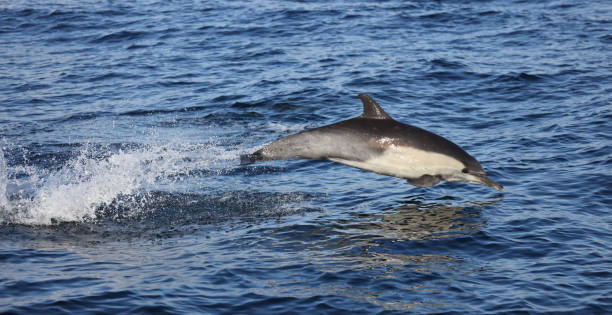 istock Dolphin Jumping in the water 1355139148