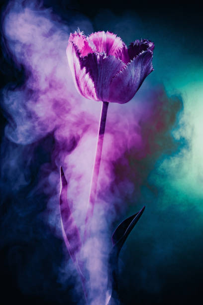 representación abstracta de la incandescencia de las pasiones con flor de tulipán en humo y destellos de luz de color - scented smoke single flower flower fotografías e imágenes de stock