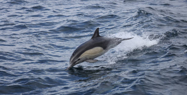 istock Dolphin Jumping in the water 1355139206