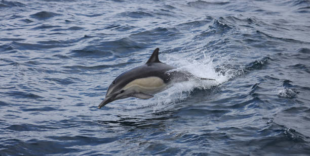 istock Dolphin Jumping in the water 1355139210