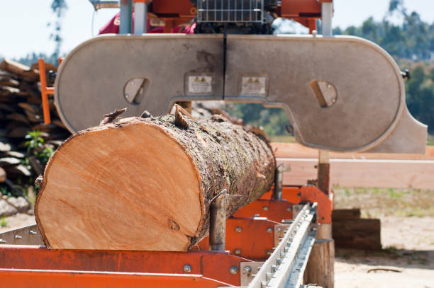 istock Large pine log on a wood saw 1355139242