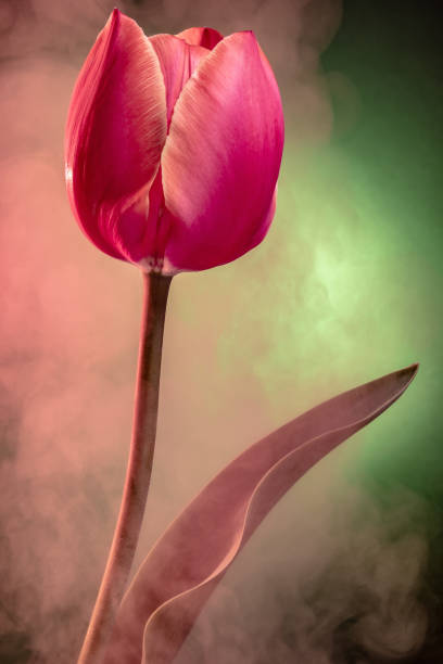 fantasia astratta con tulipano blu in luce colorata e nebbia o fumo - scented smoke single flower flower foto e immagini stock