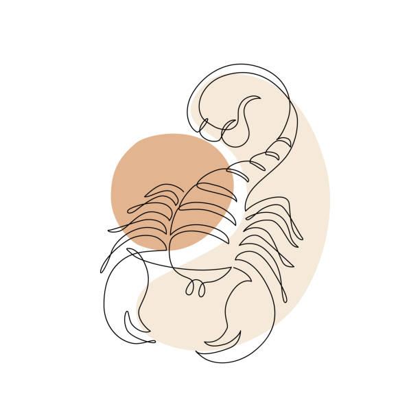 Astrological Scorpio zodiac sign one line drawing Astrological Scorpio zodiac sign one line drawing. Elegant astrology emblem, symbol outline, contour for mystic logo, calendar print in boho minimal style. Horoscope vector abstract art scorpions drawings stock illustrations