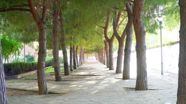 istock photo of trees in a town 1355140995