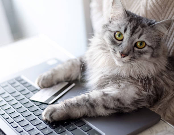 istock Online shopping from home. 1355141001