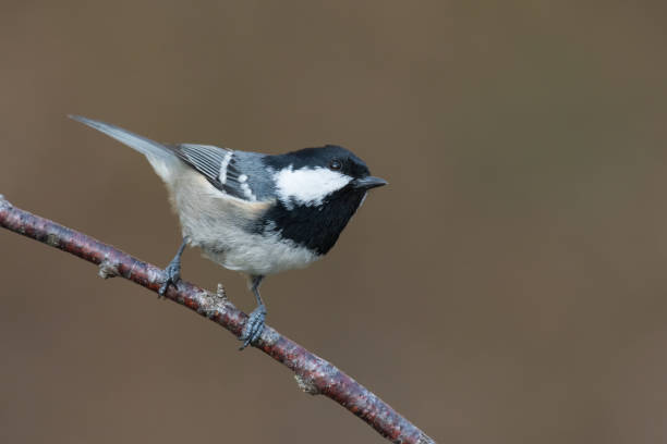 istock The coal tit or cole tit (Periparus ater) 1355142263