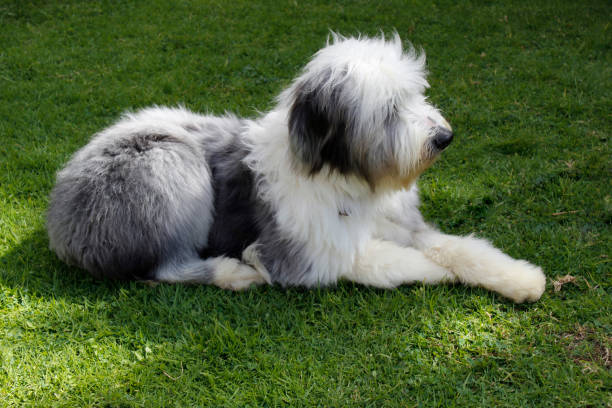 1,500+ Old English Sheep Dog Stock Photos, Pictures & Royalty-Free Images -  iStock