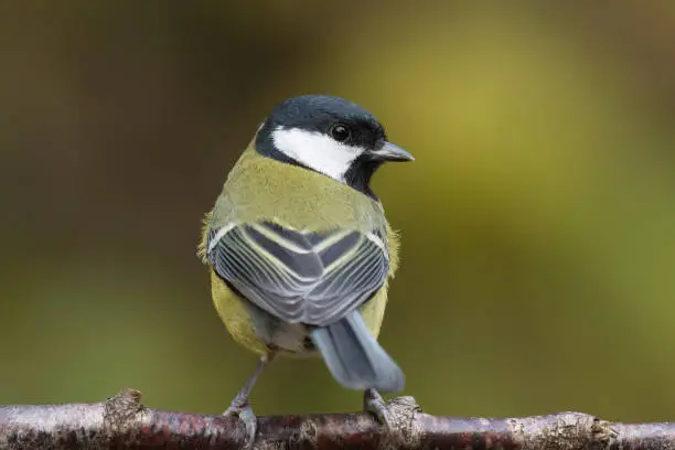 The great tit (Parus major)