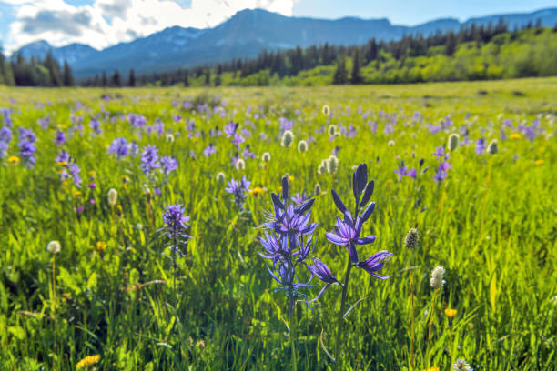 spring valley - champ de fleurs sauvages blue camas fleurissant dans une prairie de montagne à cut bank valley par une soirée de printemps ensoleillée et calme, parc national des glaciers. - landscape montana wildflower flower photos et images de collection