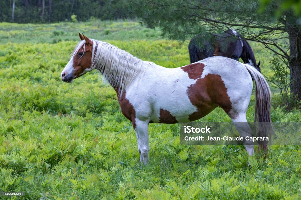 말 로밍 및 목장에서 먹이 갈기에 대한 스톡 사진 및 기타 이미지 - 갈기, 갈색, 녹색 - iStock