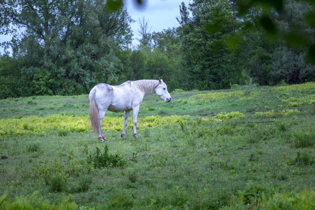 istock Horse roaming and feeding in pasture 1355143502