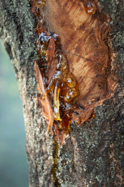 istock tree trunk with peeled and heeled bark 1355143559