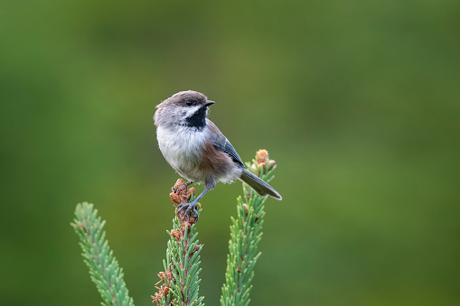 Boreal chickadee, poecile hudsonicus, perched. Brown cap small bird in its natural habitat.