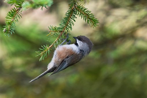 Boreal chickadee, poecile hudsonicus, perched. Brown cap small bird in its natural habitat.