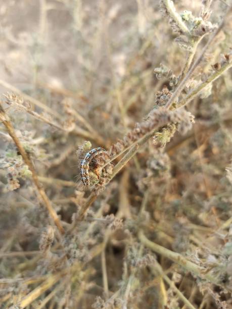 istock Larva of Utetheisa pulchella 1355146533