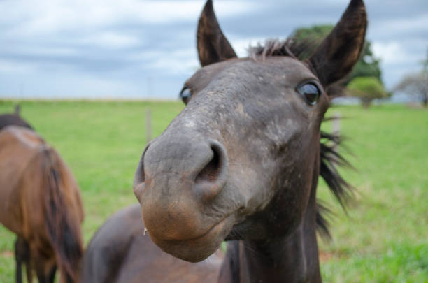 istock small black horse in the pasture in close-up 1355146721