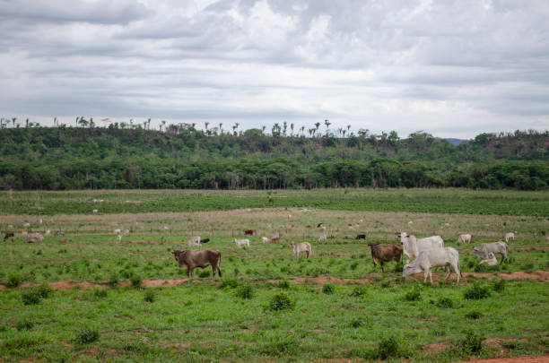 istock Nellore Ox in Pasto Verde 1355146802