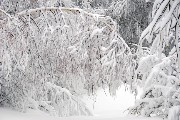 istock Winter, snow-covered forest, tree branches are covered with a thick layer of snow. The concept of snowfall, snow storm, precipitation in the form of snow, weather forecast, the beauty of the winter forest, new year, Christmas. 1355147916