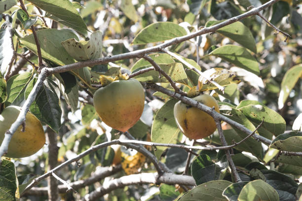istock Persimmon fruits hang on a branch. 1355147994