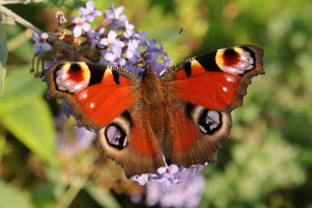 istock Peacock of the day (Aglais io) 1355148953