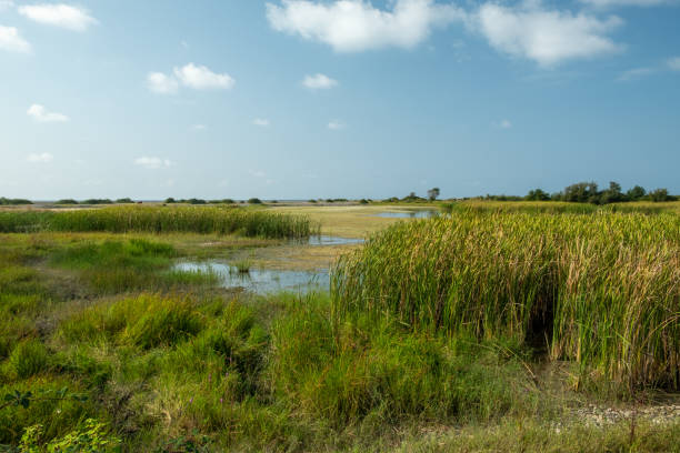 istock Landscape with a swamp 1355149040