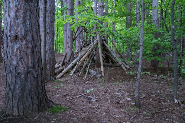 wooden branches shelter in the forest