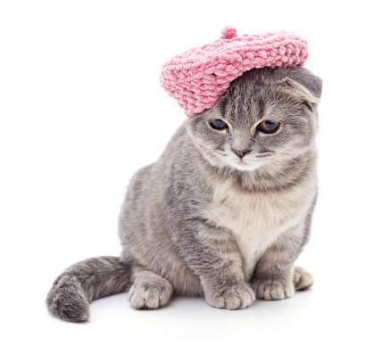 Cat in the hat.