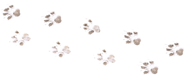 Huellas de perro sobre fondo blanco. photo