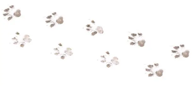 Photo of Dog footprints on a white background.