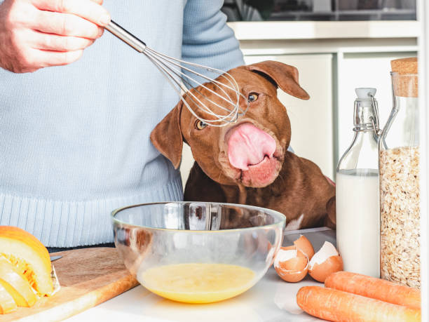 Adorable, pretty puppy and handsome man preparing a healthy breakfast Adorable, pretty puppy and handsome man preparing a healthy breakfast. Closeup, indoors. Day light, studio photo. Concept of care pet and healthy, delicious food breed eggs stock pictures, royalty-free photos & images