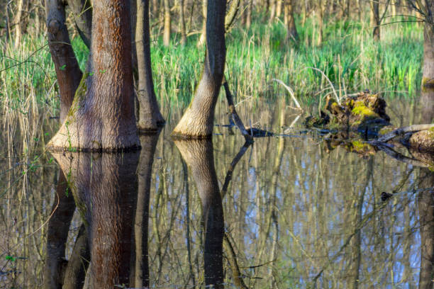 istock Swamp forest Protected Landscape Area of Ocsa 1355153047