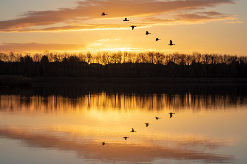 Wild geese fly over the lake at yellow dawn reflected in the water