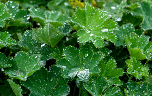 Close-up of Morning Dew on Green Foliage