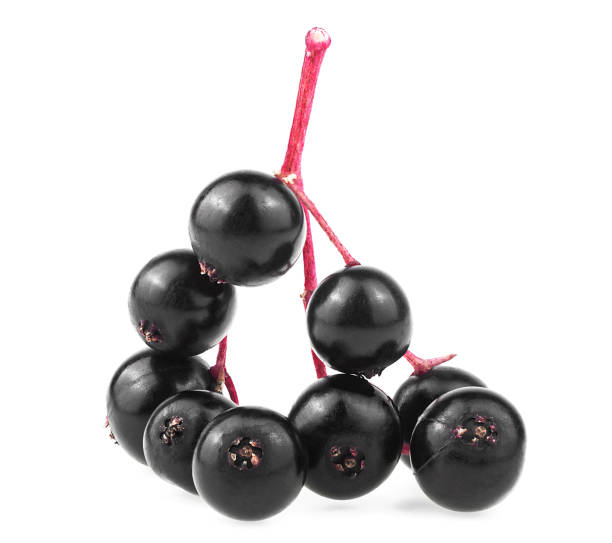 istock Twig with elderberries isolated on a white background, front view. Cluster elderberry. Sambucus. 1355154874