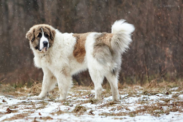 istock The dog for a walk 1355156009