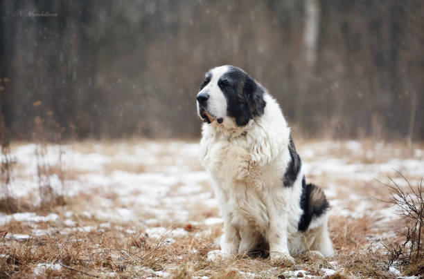 istock The dog for a walk 1355156013