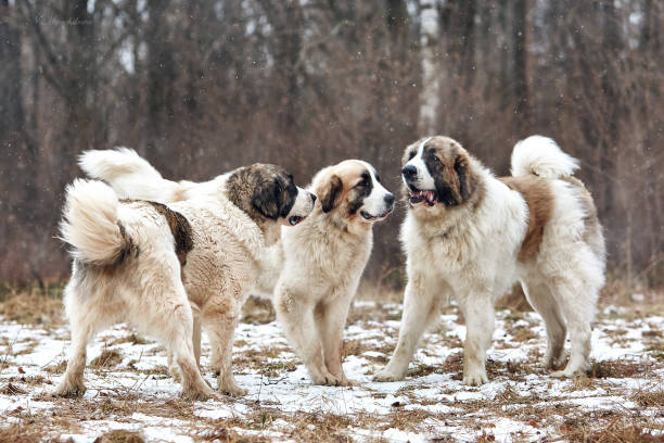 istock The dog for a walk 1355156015