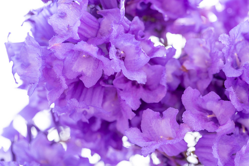 Closeup beautiful purple Jacaranda flowers, background with copy space, full frame horizontal composition