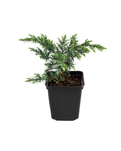 Juniperus squamata Hunnetorp (flaky juniper or Himalayan juniper) in pot Juniperus squamata Hunnetorp (flaky juniper or Himalayan juniper) in pot  isolated on white background squamata stock pictures, royalty-free photos & images