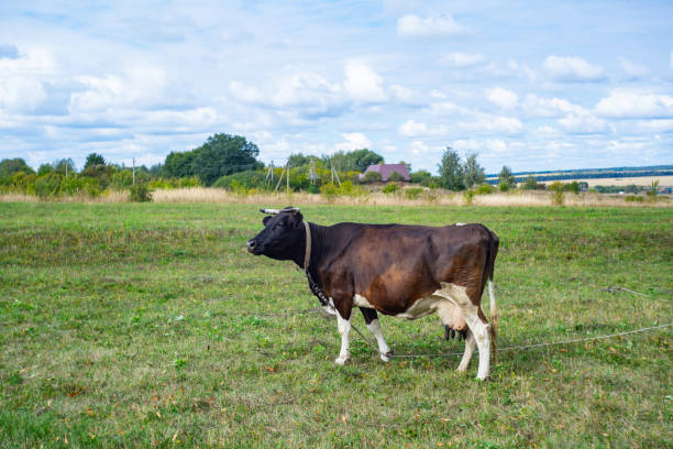 istock A cow grazing on the pasture during daytime 1355159494