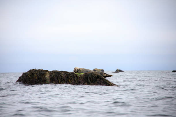 a picture of a Seal sitting on a rock in the ocean