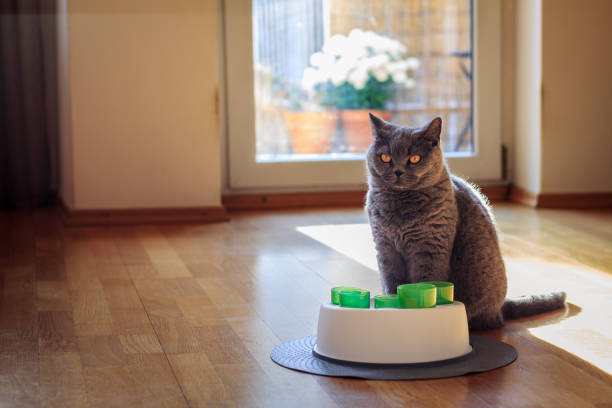 istock Cat with her toy indoors 1355159684