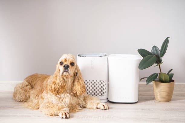 Cute dog in the room with modern humidifier and air purifier. stock photo