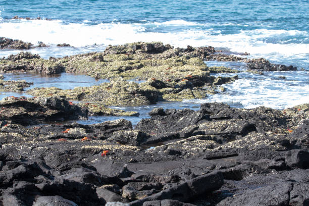 istock Sombrero Chino,  Galapagos Islands 1355166336