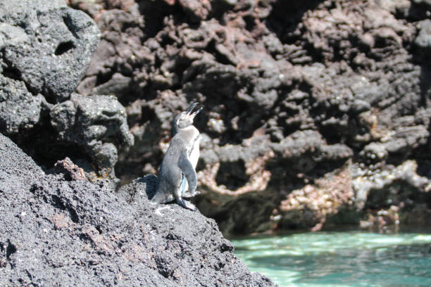 Sombrero Chino is one of the smallest islands in the Galapagos archipelago, but such a beautiful one.